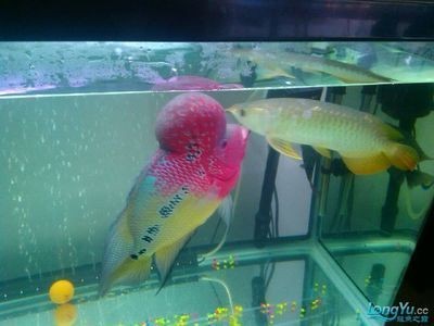 紅龍魚混養幾條：紅龍魚混養打架預防紅龍魚混養風水講究紅龍魚混養風水講究 紅龍魚混養幾條：紅龍魚混養打架預防紅龍魚混養風水講究紅龍魚混養風水講究 紅龍魚百科 第4張