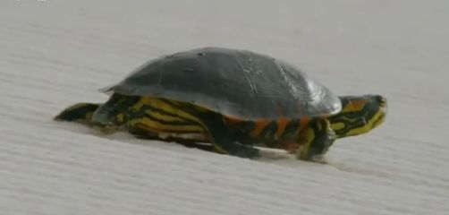 金龍魚陪伴六年了，希望它健康長(zhǎng)壽—一位魚友的深情告白 金龍魚陪伴六年了，希望它健康長(zhǎng)壽—一位魚友的深情告白 龍魚百科 第2張