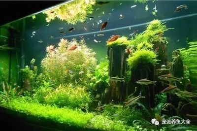 5個礦泉水瓶魚缸多少升水：假設您所說的“5個礦泉水瓶”是指標準的1.5升裝礦泉水瓶