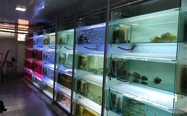 金龍魚哪個油比較好？全面解析不同油品的優缺點 金龍魚哪個油比較好？全面解析不同油品的優缺點 龍魚百科 第3張
