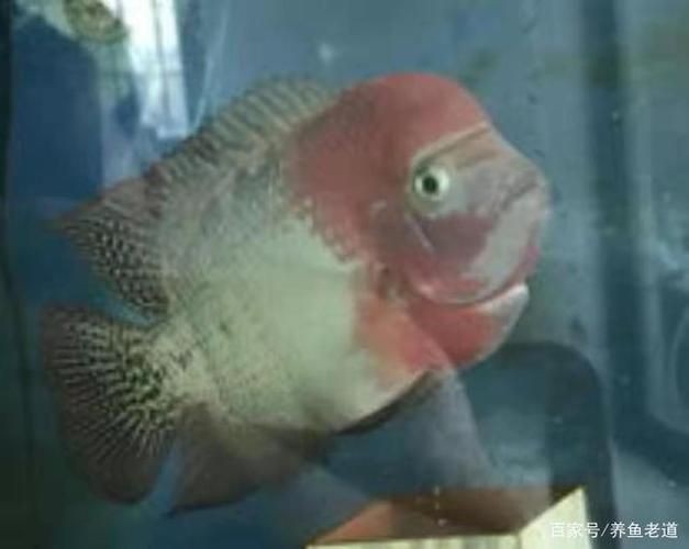 60魚缸養什么魚好看：60厘米的魚缸適合養什么魚？