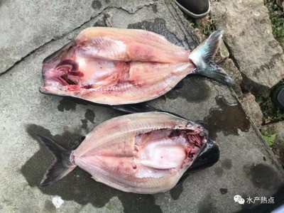金龍魚蒙眼最好最快的解決辦法,全面解析與實戰指南 龍魚百科 第2張 金龍魚蒙眼最好最快的解決辦法,全面解析與實戰指南 金龍魚蒙眼最好最快的解決辦法,全面解析與實戰指南 龍魚百科 第2張