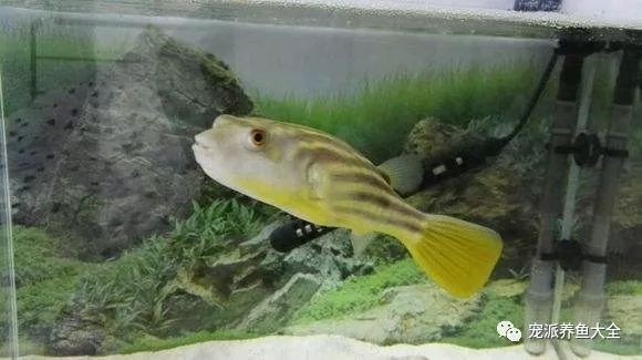 金龍魚爛尾用什么藥治療好？全面解析治療方法與預防措施