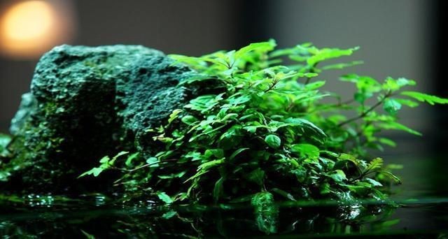 水族箱水草養護技巧，基本的水草養護技巧