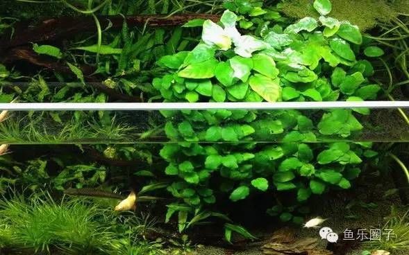 水族箱水草養護技巧，基本的水草養護技巧