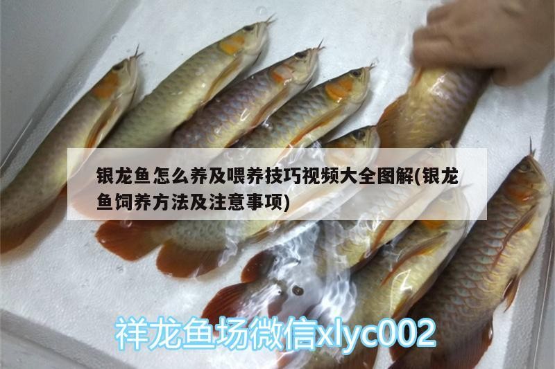 銀龍魚(yú)怎么養(yǎng)及喂養(yǎng)技巧視頻大全圖解(銀龍魚(yú)飼養(yǎng)方法及注意事項(xiàng)) 銀龍魚(yú)怎么養(yǎng)及喂養(yǎng)技巧視頻大全圖解(銀龍魚(yú)飼養(yǎng)方法及注意事項(xiàng)) 銀龍魚(yú)百科