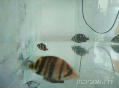 印尼虎魚溫度20度可以養嗎冬天：印尼虎魚溫度20度可以養嗎