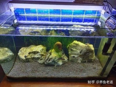 50魚缸 多少魚：50魚缸的尺寸可以根據不同的單位（如厘米或英寸）有所不同