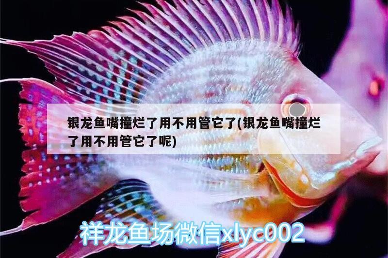 祥龍魚場金龍魚的特點是什么？ 祥龍魚場金龍魚的特點是什么？ 龍魚百科 第2張