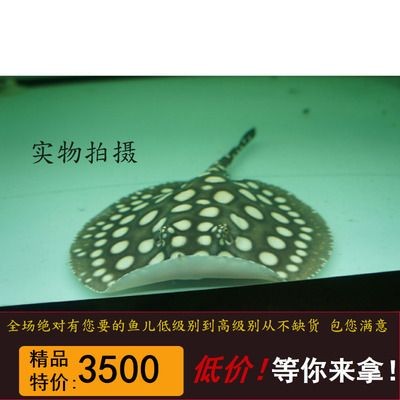 魟魚(yú)半套與皇冠的區(qū)別：半套魟魚(yú)與皇冠的區(qū)別 魟魚(yú)半套與皇冠的區(qū)別：半套魟魚(yú)與皇冠的區(qū)別 魟魚(yú)百科 第2張
