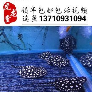 魟魚(yú)半套與皇冠的區(qū)別：半套魟魚(yú)與皇冠的區(qū)別 魟魚(yú)半套與皇冠的區(qū)別：半套魟魚(yú)與皇冠的區(qū)別 魟魚(yú)百科 第3張