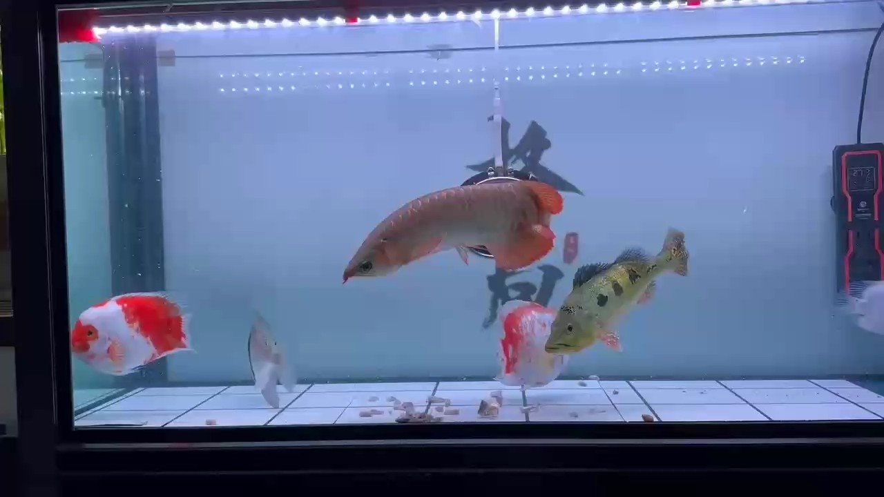 自助餐[ciya] 自助餐[ciya] 龍魚論壇 第1張