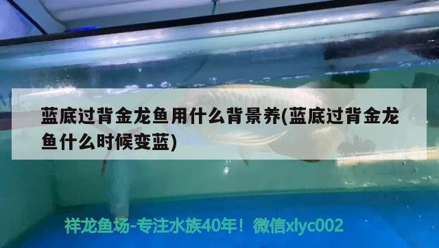 藍(lán)底過背金龍魚用什么背景養(yǎng)(藍(lán)底過背金龍魚什么時候變藍(lán))