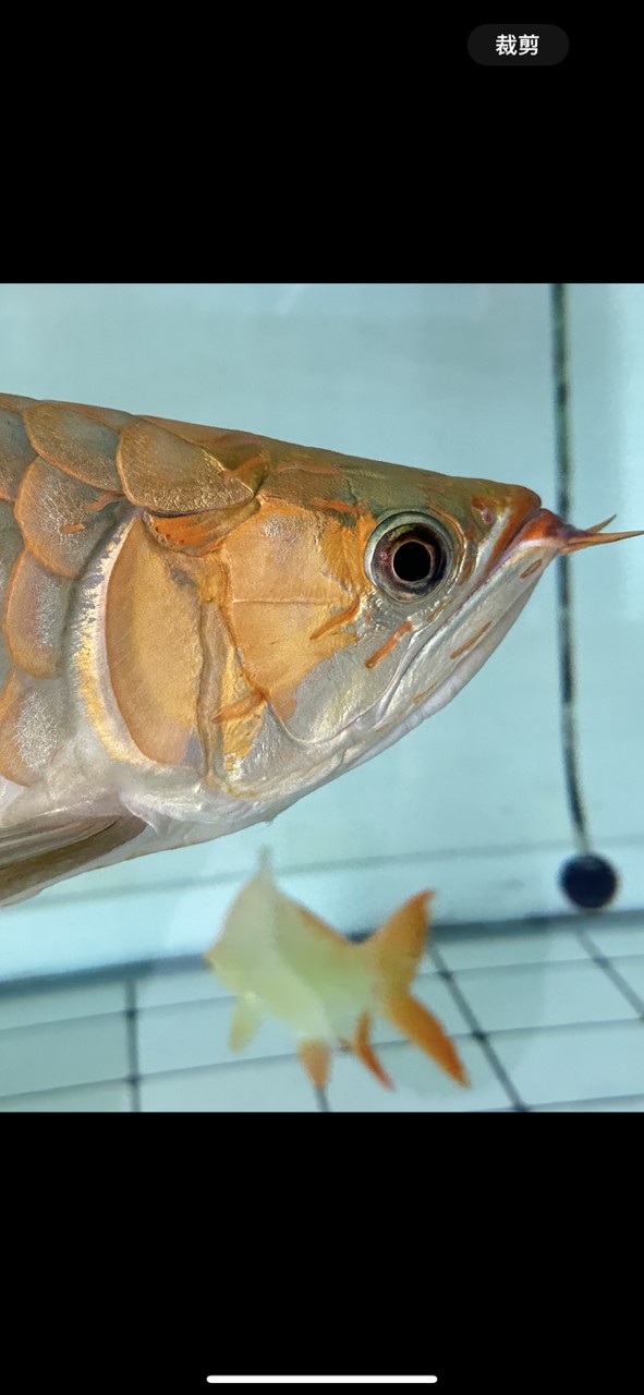 蛻變 蛻變 龍魚論壇 第2張