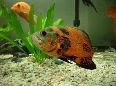 金龍魚的水溫要求：金龍魚的水溫要求多少度