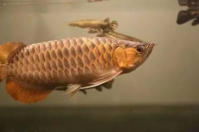 魟魚怎么讀音是什么意思：魟魚怎么讀音是什么 魟魚怎么讀音是什么意思：魟魚怎么讀音是什么 魟魚百科 第1張