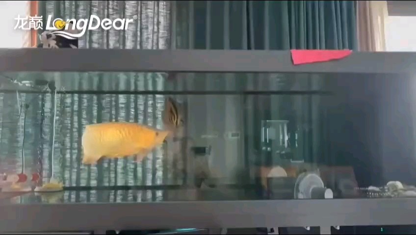 轉發560 轉發560 龍魚論壇