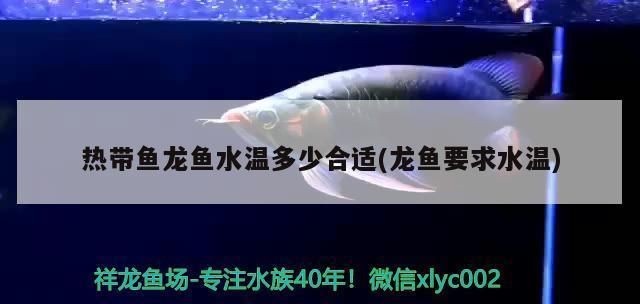 龍魚水溫度vs祥龍魚場(chǎng)：祥龍魚場(chǎng)口碑評(píng)價(jià)龍魚養(yǎng)殖常見問題如何挑選優(yōu)質(zhì)龍魚養(yǎng)殖