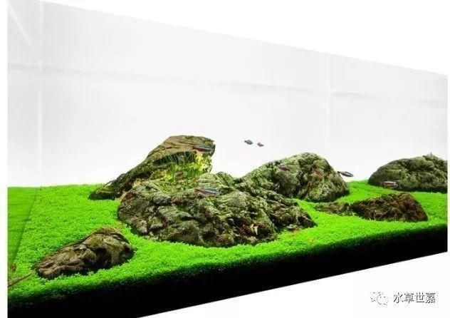 60的魚缸造景要多少錢：魚缸造景的費用可以根據您的預算和具體需求進行調整