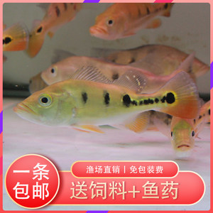 金龍魚擺件旺財聚財：金龍魚擺件旺財聚財圖片