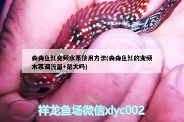 龍魚缸用多大的水泵好vs祥龍魚場：龍魚缸用多大水泵好vs祥龍魚場水泵選擇指南