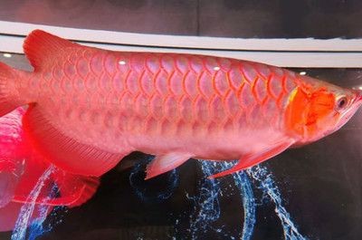 養(yǎng)紅龍魚24小時(shí)開燈可以么：養(yǎng)紅龍魚時(shí)24小時(shí)開燈可以嗎 養(yǎng)紅龍魚24小時(shí)開燈可以么：養(yǎng)紅龍魚時(shí)24小時(shí)開燈可以嗎 紅龍魚百科 第4張