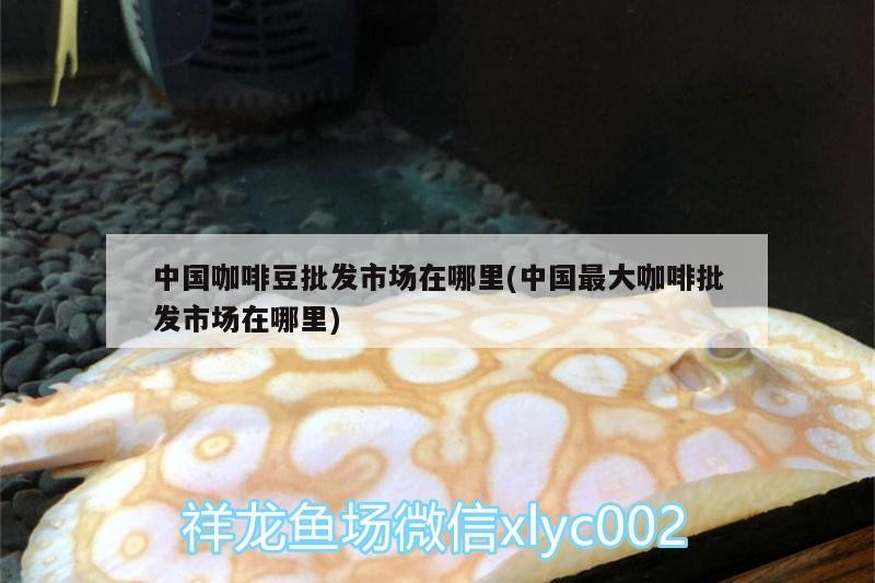 中國咖啡豆批發市場在哪里(中國最大咖啡批發市場在哪里)