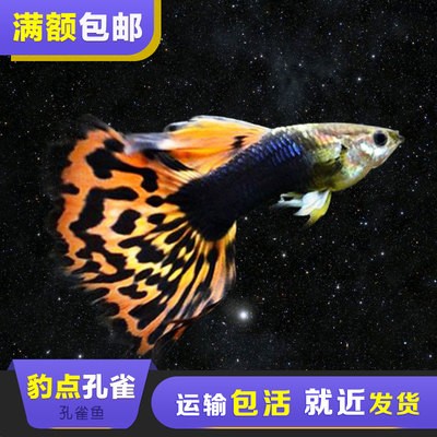 金龍魚32度水溫可以存活嗎：養金龍魚10大忌