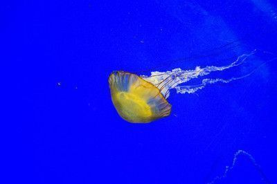 紅龍魚和虎魚混養用什么背景圖好看點：紅龍魚和虎魚混養缸布置技巧，適合紅龍魚的深色背景圖片 紅龍魚和虎魚混養用什么背景圖好看點：紅龍魚和虎魚混養缸布置技巧，適合紅龍魚的深色背景圖片 紅龍魚百科 第5張