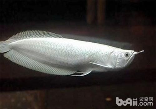 龍魚龍魚肚子不饒地游泳是什么病vs祥龍魚場：如何正確飼養龍魚 龍魚龍魚肚子不饒地游泳是什么病vs祥龍魚場：如何正確飼養龍魚 vs祥龍魚場 第1張