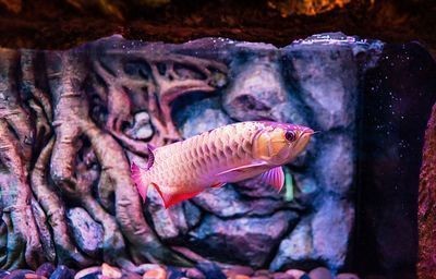 龍魚龍魚肚子不饒地游泳是什么病vs祥龍魚場：如何正確飼養龍魚 龍魚龍魚肚子不饒地游泳是什么病vs祥龍魚場：如何正確飼養龍魚 vs祥龍魚場 第2張