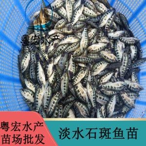 8公分虎魚苗喂什么飼料：8公分的虎魚苗喂什么飼料