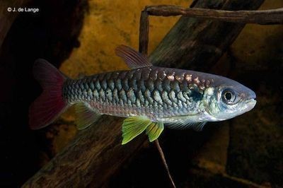紅尾平克魚怎么混養（紅尾平克魚混養的基本要點） 紅尾平克魚怎么混養（紅尾平克魚混養的基本要點） 全國水族館企業名錄 第1張