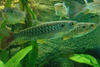 紅尾平克魚怎么混養（紅尾平克魚混養的基本要點） 紅尾平克魚怎么混養（紅尾平克魚混養的基本要點） 全國水族館企業名錄 第4張