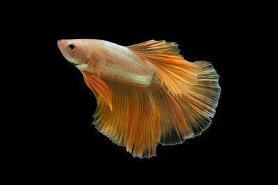 龍魚尾巴上有黑點是怎么回事？vs祥龍魚場：龍魚尾巴上出現黑點是怎么回事？