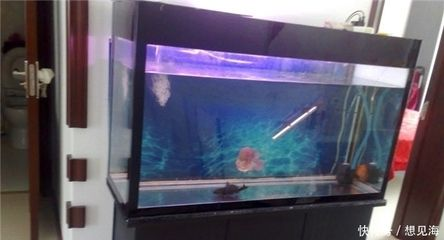 50魚缸養羅漢魚：羅漢魚的繁殖與飼養注意事項