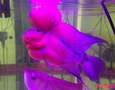 50魚缸養羅漢魚：羅漢魚的繁殖與飼養注意事項