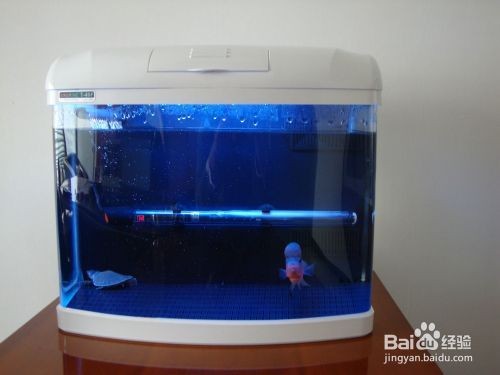 50魚缸養羅漢魚：羅漢魚的繁殖與飼養注意事項