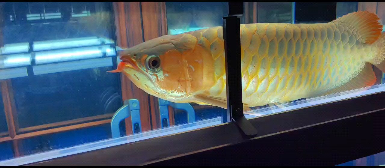 零點打卡 零點打卡 龍魚論壇