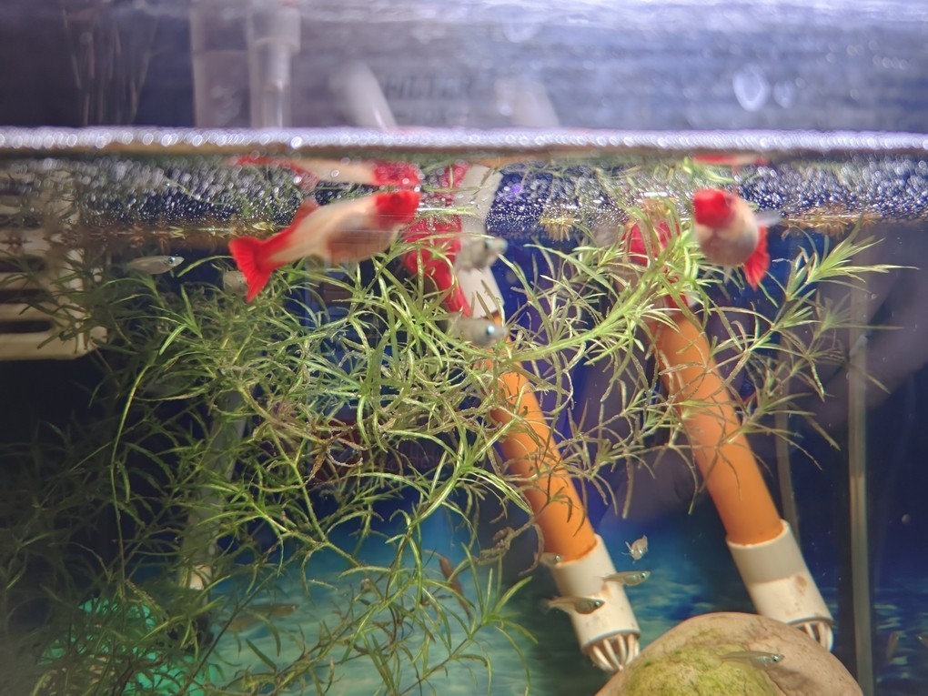 ; 龍魚論壇 第1張 ; ; 龍魚論壇 第1張