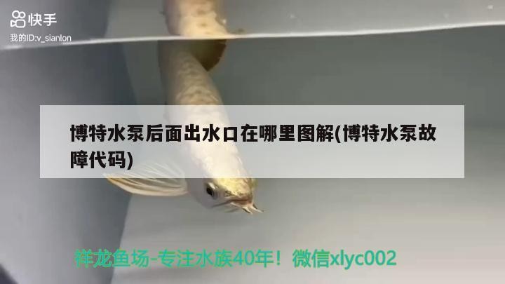 博特水泵后面出水口在哪里圖解(博特水泵故障代碼) 博特水泵后面出水口在哪里圖解(博特水泵故障代碼) 博特水族