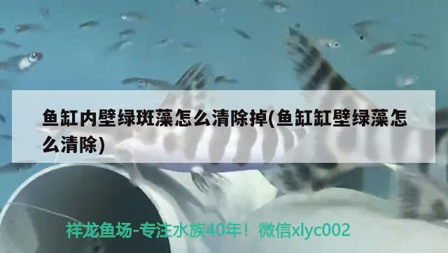 魚缸內壁綠斑藻怎么清除掉(魚缸缸壁綠藻怎么清除) 魚缸內壁綠斑藻怎么清除掉(魚缸缸壁綠藻怎么清除) 魚缸百科