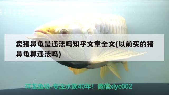 賣豬鼻龜是違法嗎知乎文章全文(以前買的豬鼻龜算違法嗎)