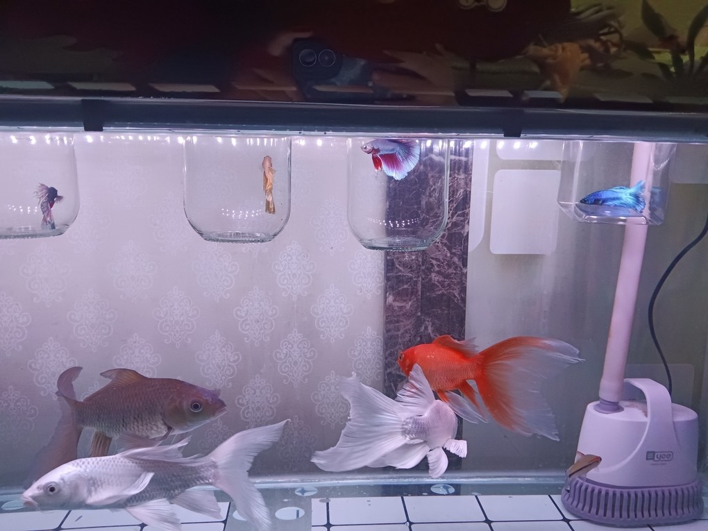 我的虎魚真菌感染了要怎么處理 回家只想看魚 龍魚論壇 回家只想看魚 回家只想看魚 龍魚論壇
