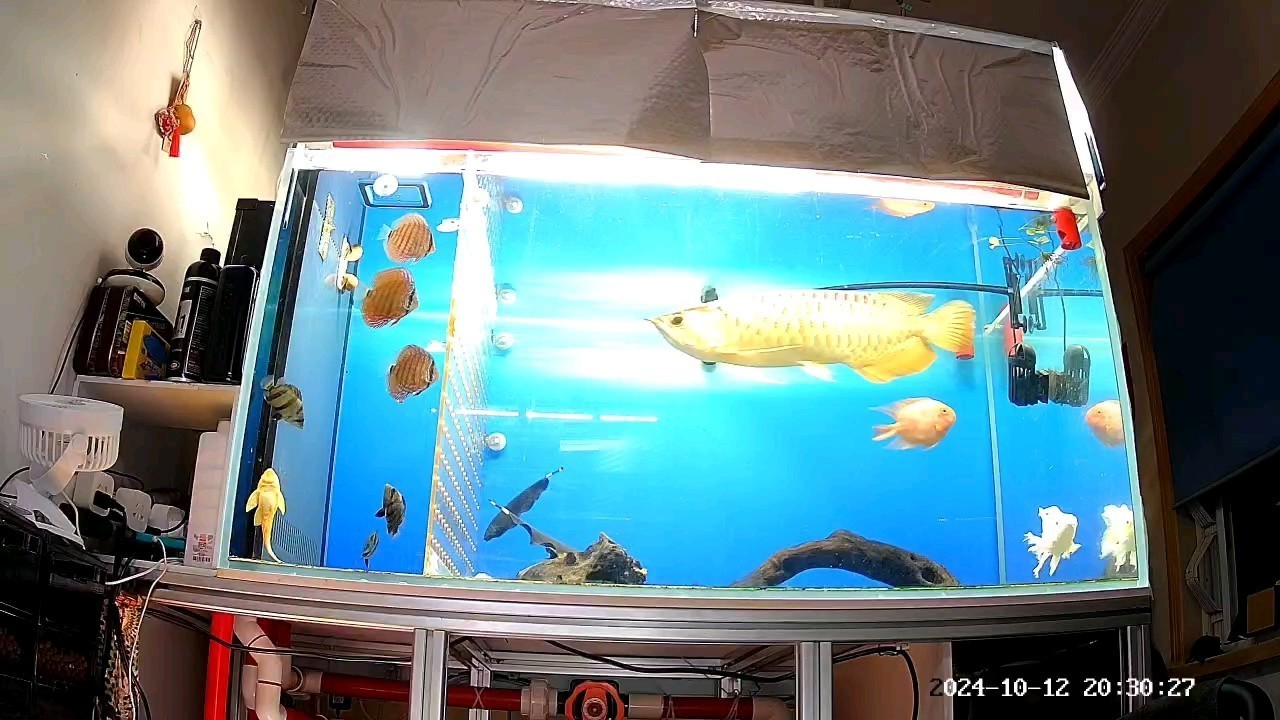 出差在外，遠(yuǎn)遠(yuǎn)看一眼 出差在外，遠(yuǎn)遠(yuǎn)看一眼 龍魚論壇