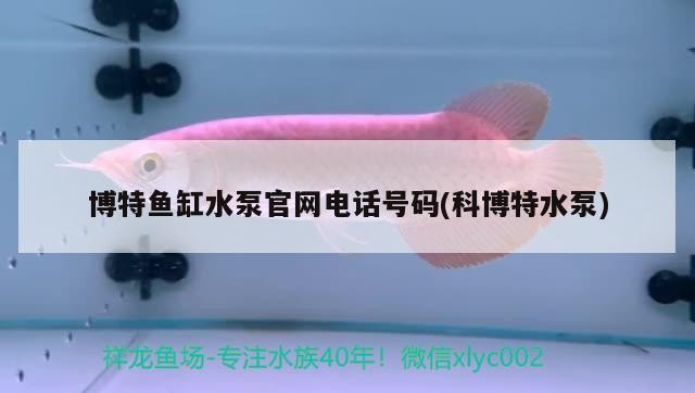 博特魚缸水泵官網(wǎng)電話號(hào)碼(科博特水泵)