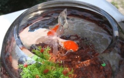 哈爾濱二手觀賞魚出售（哈爾濱二手觀賞魚出售價(jià)格）
