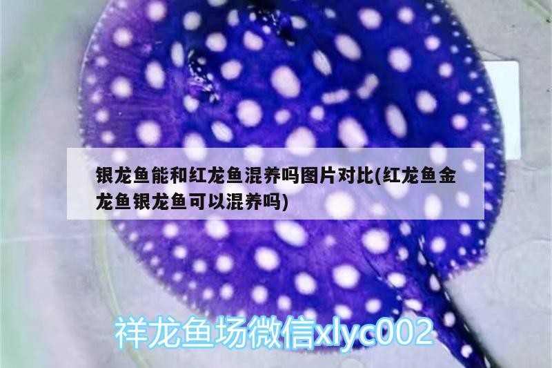 銀龍魚能和紅龍魚混養嗎圖片對比(紅龍魚金龍魚銀龍魚可以混養嗎)