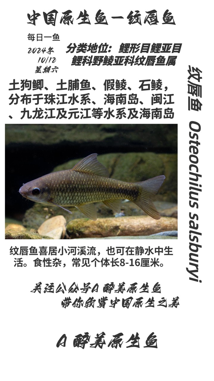 紋唇魚