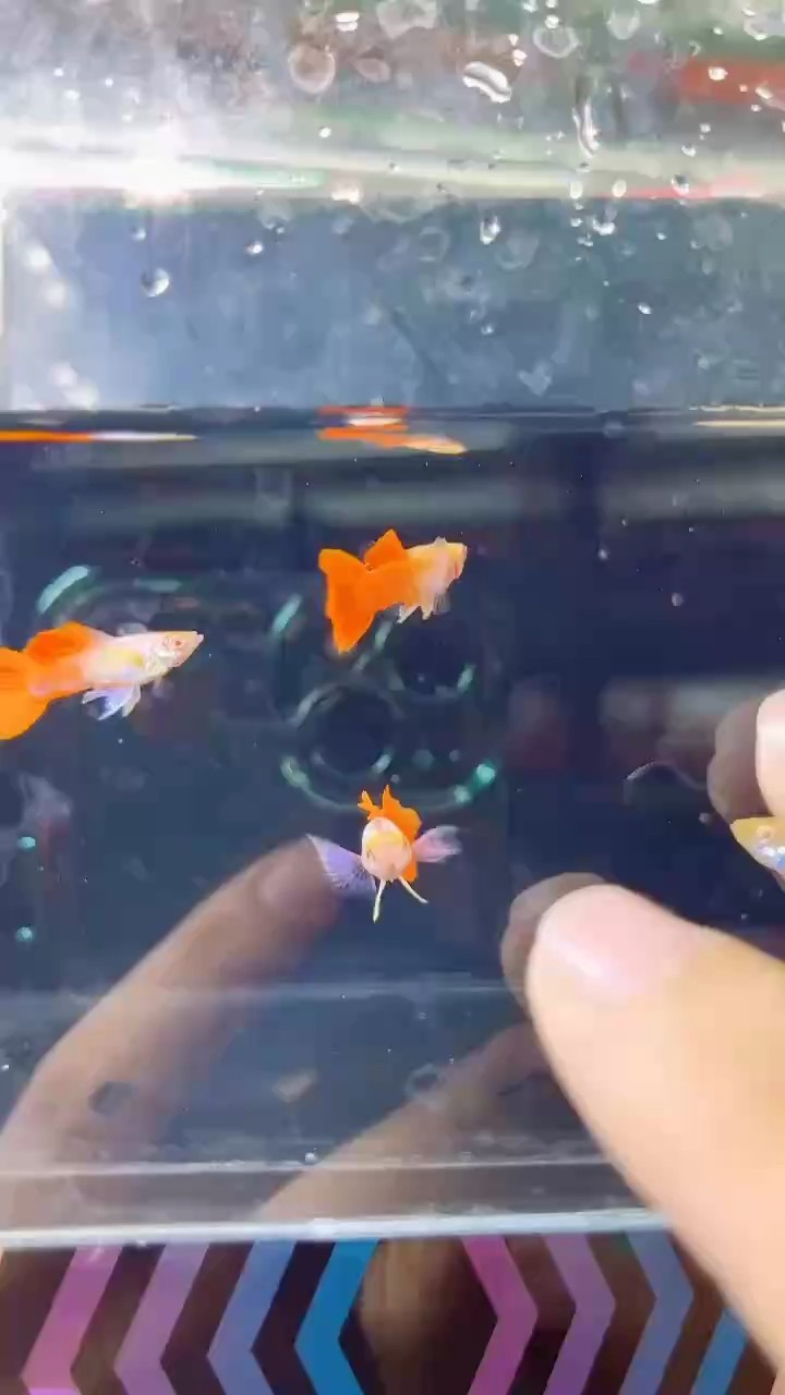 白子白金象耳孔雀魚#孔雀魚[話題]##高端孔雀魚[話題]##稀有孔雀魚[話題]# 白子白金象耳孔雀魚#孔雀魚[話題]##高端孔雀魚[話題]##稀有孔雀魚[話題]# 龍魚論壇